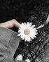 hediyye